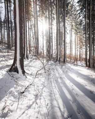 Kışın ormanda yol.