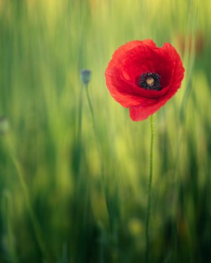 Baharda tarlada harika gelincik çiçekleri