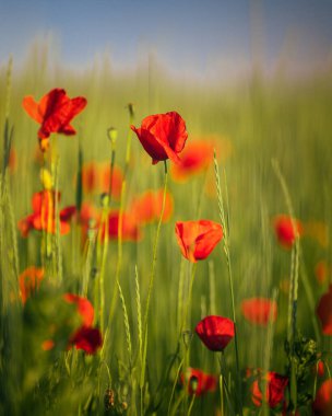 Baharda tarlada harika gelincik çiçekleri
