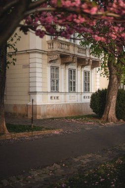 Budapeşte, Arpad Toth Güvertesinde çiçek açan pembe Japon kiraz ağaçları.