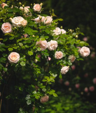 Baharda bahçede harika güller