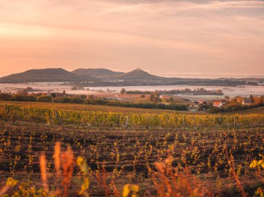 Famous Szigliget castle with vineyards in autumn clipart