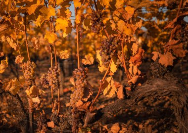 Wonderful vineyards at Tokaj in autumn
