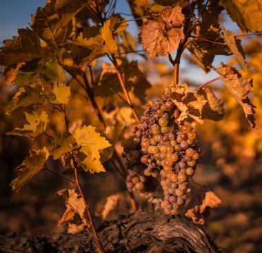 Wonderful vineyards at Tokaj in autumn clipart