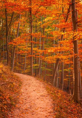 Ormanda güzel bir sonbahar manzarası.