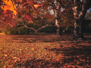 Sonbaharda ormanda patika