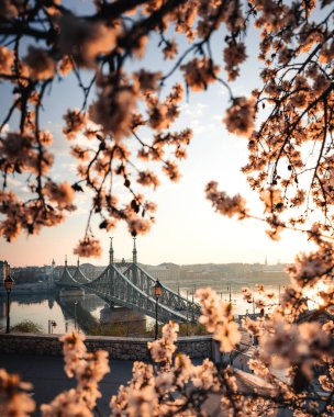 Beautiful Liberty Bridge with almond blossom in Budapest, Hungary clipart