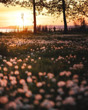Baharda Balaton Gölü manzarası