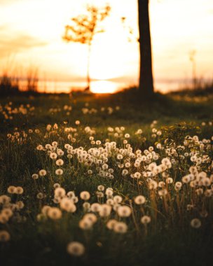 Baharda Balaton Gölü manzarası