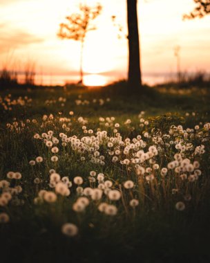 Yaz Günbatımı Balaton Gölü 'nde Ağaçlar ve Marina Ilık Işıkta