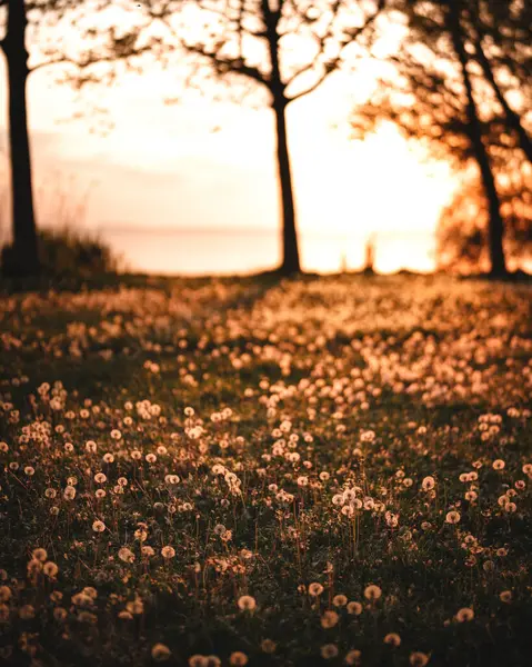 Yaz Günbatımı Balaton Gölü 'nde Ağaçlar ve Marina Ilık Işıkta