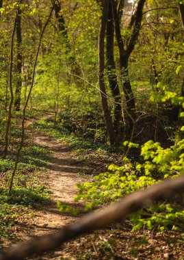 Baharda Gölgeli Orman Yolu Huzurlu Doğa Yürüyüşü