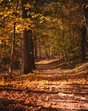Mevsimlik Ormanlarda Altın Kayın Yapraklarıyla Sonbahar Ormanı Yolu