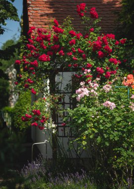 Kırmızı ve Pembe Tırmanan Güller Bahçe Çardağında Çiçek açıyor Yazın