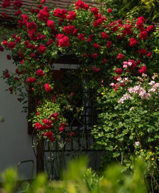 Kırmızı ve Pembe Tırmanan Güller Bahçe Çardağında Çiçek açıyor Yazın