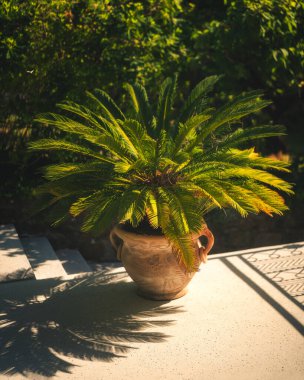 Gölge Terasta, Gün Işığında Sago Palm saksısı