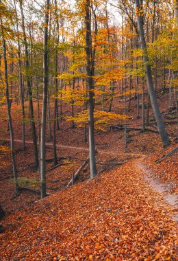 Macaristan 'da sonbahar kayın ormanları ılık sonbahar renkleriyle doludur.