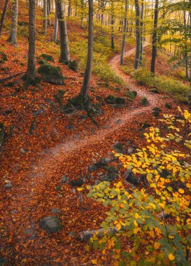 Macaristan 'da sonbahar kayın ormanları ılık sonbahar renkleriyle doludur.