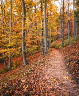 Macaristan 'da sonbahar kayın ormanları ılık sonbahar renkleriyle doludur.