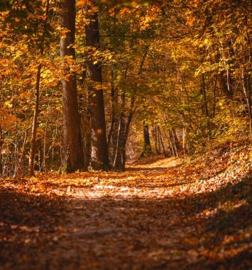 Macaristan 'da sonbahar kayın ormanları ılık sonbahar renkleriyle doludur.