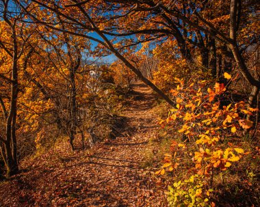 Autumn Forest Path Covered with Colorful Fall Foliage
