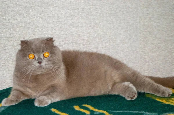 Серый Кот Янтарными Глазами Зеленом Одеяле — стоковое фото