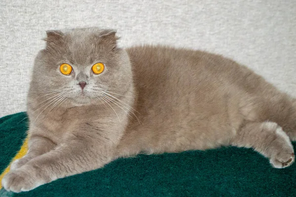 Gato Gris Con Ojos Ámbar Una Alfombra Verde — Foto de Stock