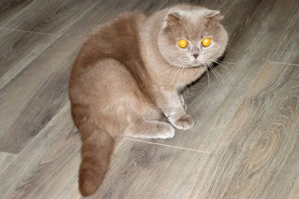 Γκρι Γάτα Κεχριμπαρένια Μάτια Που Κάθεται Στο Πάτωμα — Φωτογραφία Αρχείου