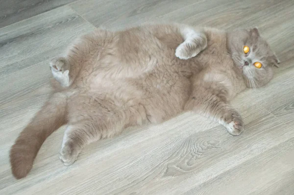 Γκρι Γάτα Κεχριμπαρένια Μάτια Ξαπλωμένη Στην Πλάτη Της — Φωτογραφία Αρχείου