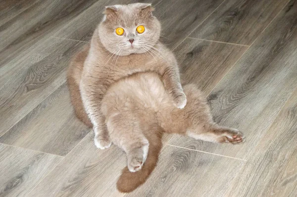 Gray Cat Amber Eyes Sitting Floor — Stock Photo, Image
