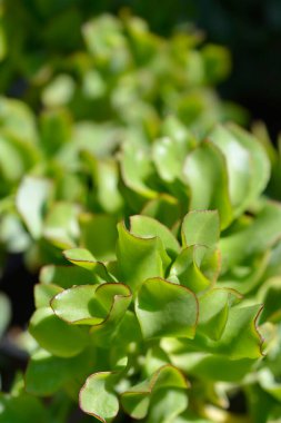 Ripple jade plant leaves - Latin name - Crassula arborescens subsp. undulatifolia