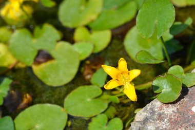 Sarı Yüzen Kalp çiçeği - Latince adı - Nymphoides peltata