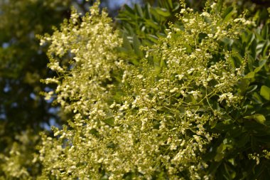 Japanese pagoda tree branches with flowers - Latin name - Sophora japonica