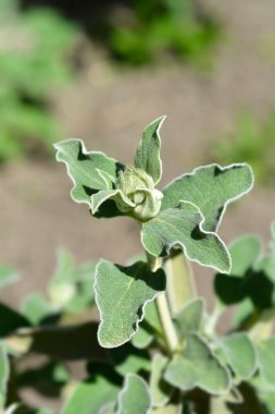Jerusalem sage flower bud - Latin name - Phlomis fruticosa