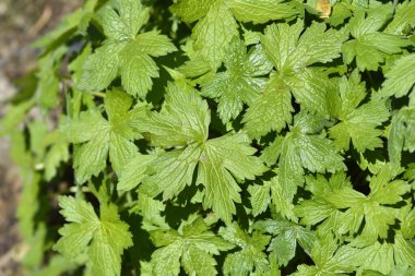 Cranesbill Rose Clair green leaves - Latin name - Geranium x oxonianum Rose Clair