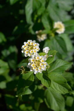 Shrub verbena white and yellow flowers - Latin name - Lantana camara