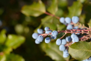 Oregon grape fruit - Latin name - Berberis aquifolium