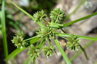 Tall flatsedge - Latin name - Cyperus eragrostis