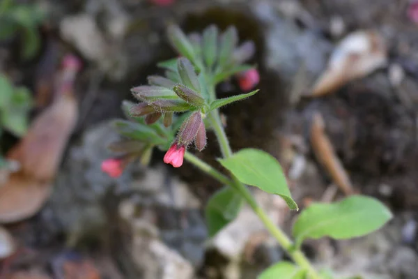 Kırmızı Akciğer Otu Çiçekleri Latince Adı Pulmonaria Rubra — Stok fotoğraf