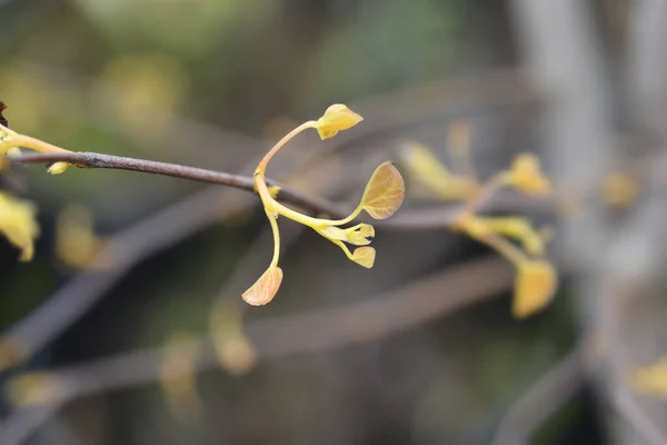Eastern Redbud Rising Sun Branch New Leaves Latin Name Cercis — Fotografia de Stock
