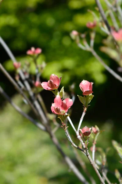 Hybrid Flowering Dogwood Stellar Pink Branch Flowers Latin Name Cornus — Stock Photo, Image