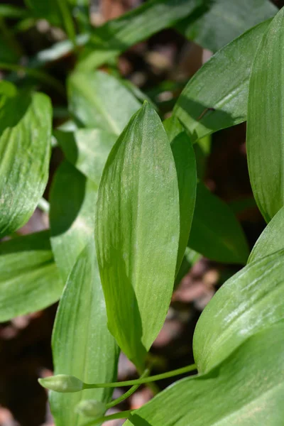 Dzikie Liście Czosnku Nazwa Łacińska Allium Ursinum — Zdjęcie stockowe