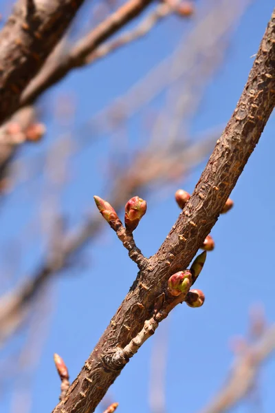 Japanese Flowering Cherry Kanzan Branches Flower Leaf Buds Latin Name — Stock Fotó