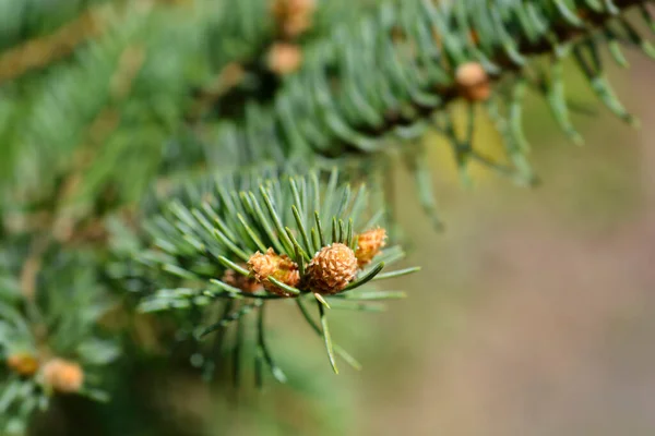 Colorado Μπλε Έλατο Κλαδιά Νέες Βελόνες Λατινική Ονομασία Picea Pungens — Φωτογραφία Αρχείου