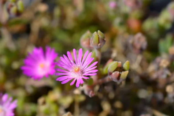 Sutherland Hardy Ice Plant Pink Flower Latin Name Delosperma Sutherlandii — Stock Photo, Image