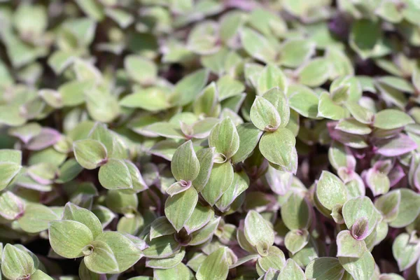 Creeping inchplant Pink Lady leaves- Latin name - Callisia repens Pink Lady