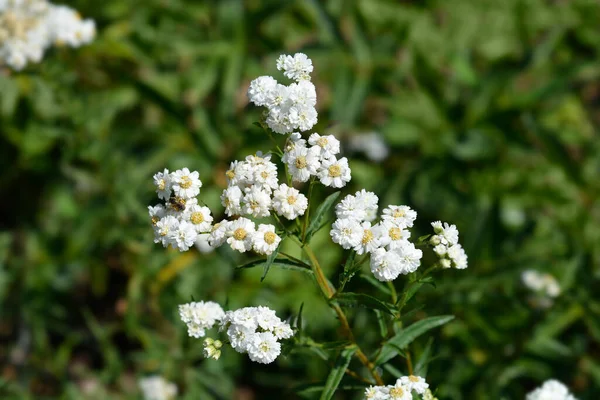Sneezewort Yarrow White Flowers Latin Name Achillea Ptarmica — ストック写真