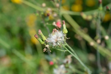 Tasselflower başı - Latince adı - Emilia fosbergii