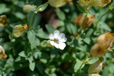 Deniz karidesi çiçeği - Latince adı - Silene uniflora