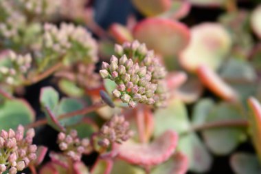 Ekim taşı tomurcukları - Latince adı - Hylotelephium sieboldii